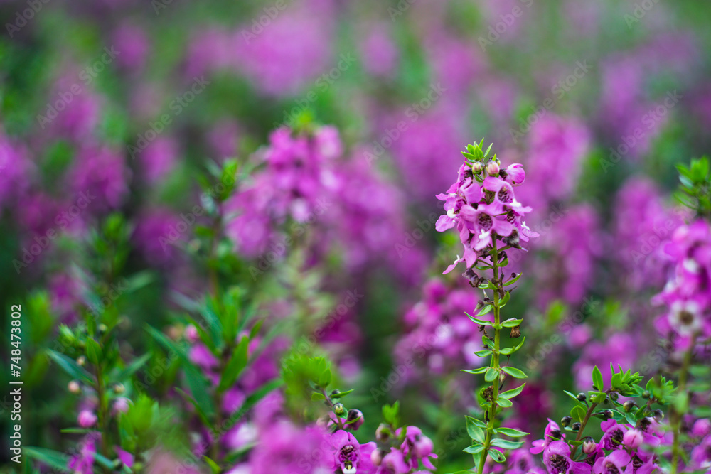Naklejka premium originates from France and is one of the most loved flowers worldwide.Lavender has become a symbol of serenity, sophistication and romance.Lavender has slender and thin leaves, 