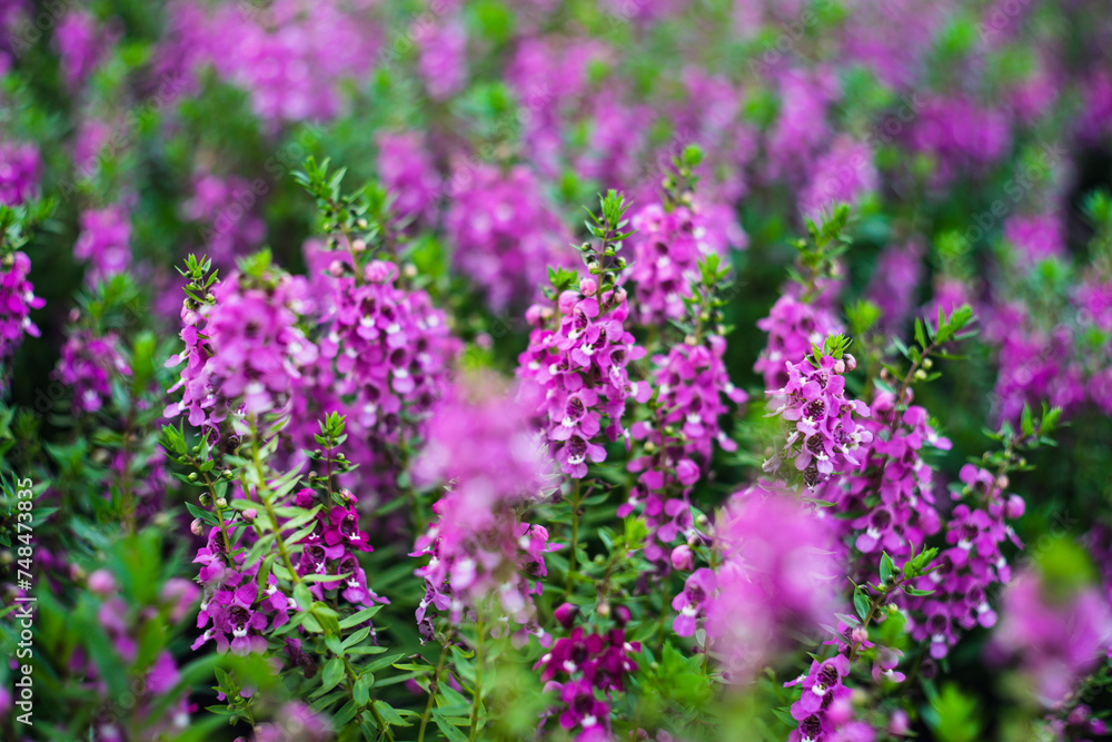 originates from France and is one of the most loved flowers worldwide.Lavender has become a symbol of serenity, sophistication and romance.Lavender has slender and thin leaves, originates from France and is one of the most loved flowers worldwide.Lavender has become a symbol of serenity, sophistication and romance.Lavender has slender and thin leaves,