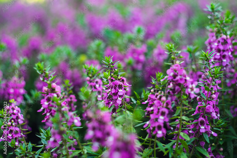 originates from France and is one of the most loved flowers worldwide.Lavender has become a symbol of serenity, sophistication and romance.Lavender has slender and thin leaves, originates from France and is one of the most loved flowers worldwide.Lavender has become a symbol of serenity, sophistication and romance.Lavender has slender and thin leaves,