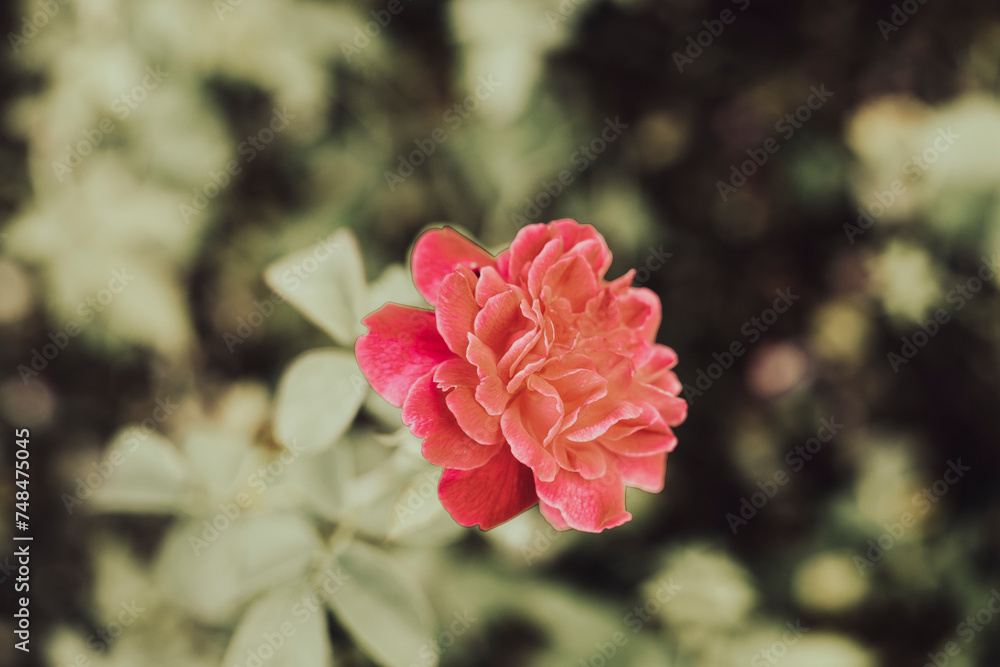 Roses are a symbol of pure love of youth, everyone has the blood of love flowing through their bodies, Everything you want is on the other side of fear. Roses are a symbol of pure love of youth, everyone has the blood of love flowing through their bodies, Everything you want is on the other side of fear.