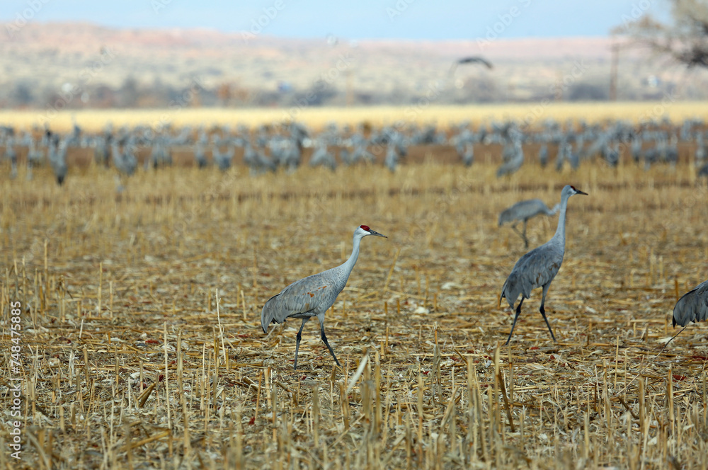 Obraz premium Crane walking - Bosque del Apache National Wildlife Refuge, New Mexico