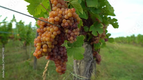 Wallpaper Mural Grapes Growing in the Vineyards of Ribeauvillé Outskirts Torontodigital.ca