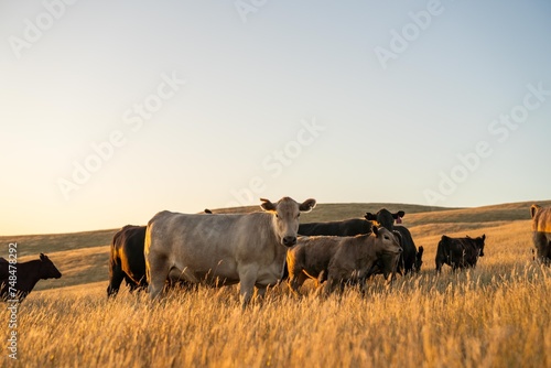 stud cattle, herd of fat cows and calves in a field on a regenerative agriculture farm. tall dry grass in summer in australia © William