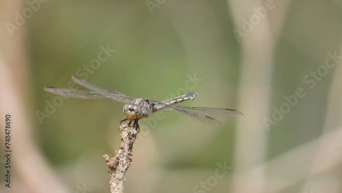 Wallpaper Mural Dragonfly in wind - eyes .wings . Torontodigital.ca