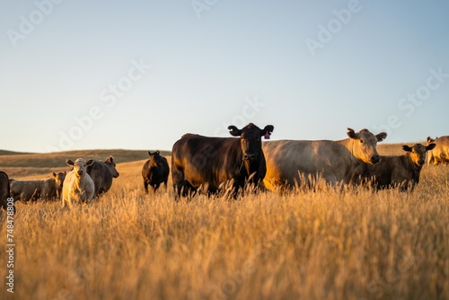Εκτύπωση καμβά stud cattle, herd of fat cows and calves in a field on a regenerative agriculture farm