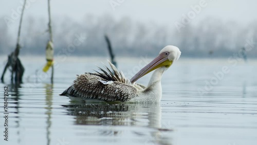 Pelecanus onocrotalus preening feathers lake Kerkini Greece photo