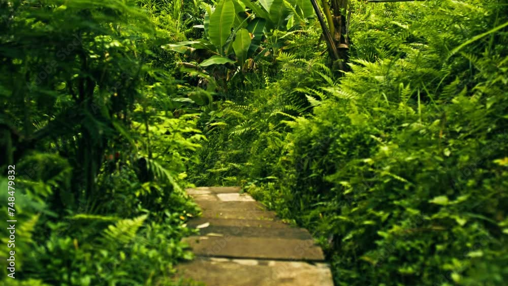 Stone walkway in the middle of jungle Stone walkway in the middle of jungle