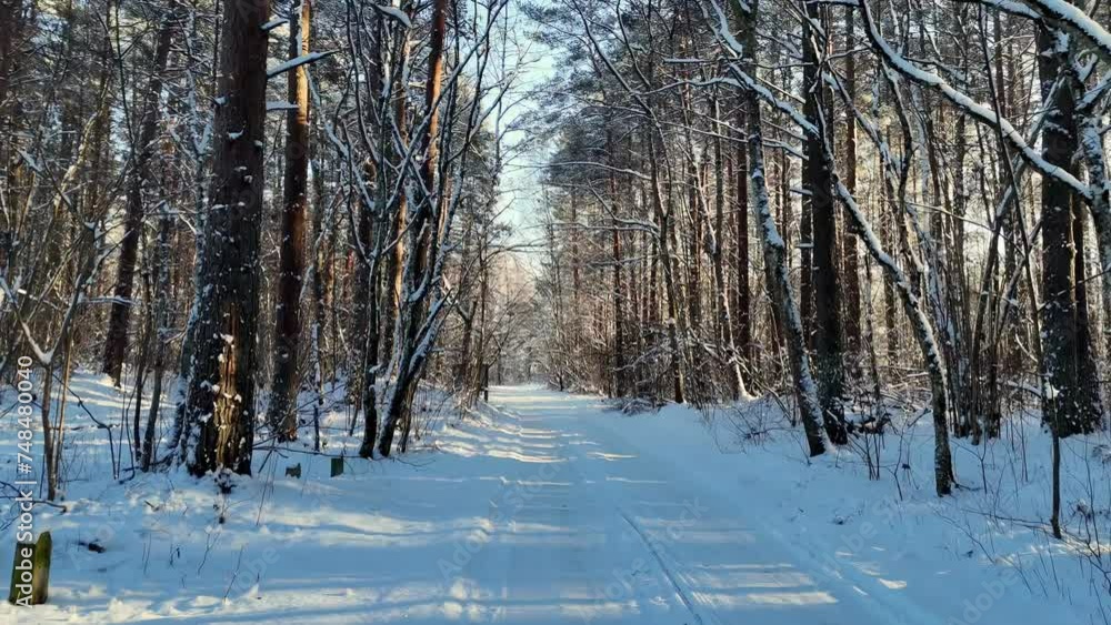 Snow-covered forest road, with tall trees on either side. The trees are bare and their branches are laden with snow. The sky is a clear blue and the sun is shining Snow-covered forest road, with tall trees on either side. The trees are bare and their branches are laden with snow. The sky is a clear blue and the sun is shining