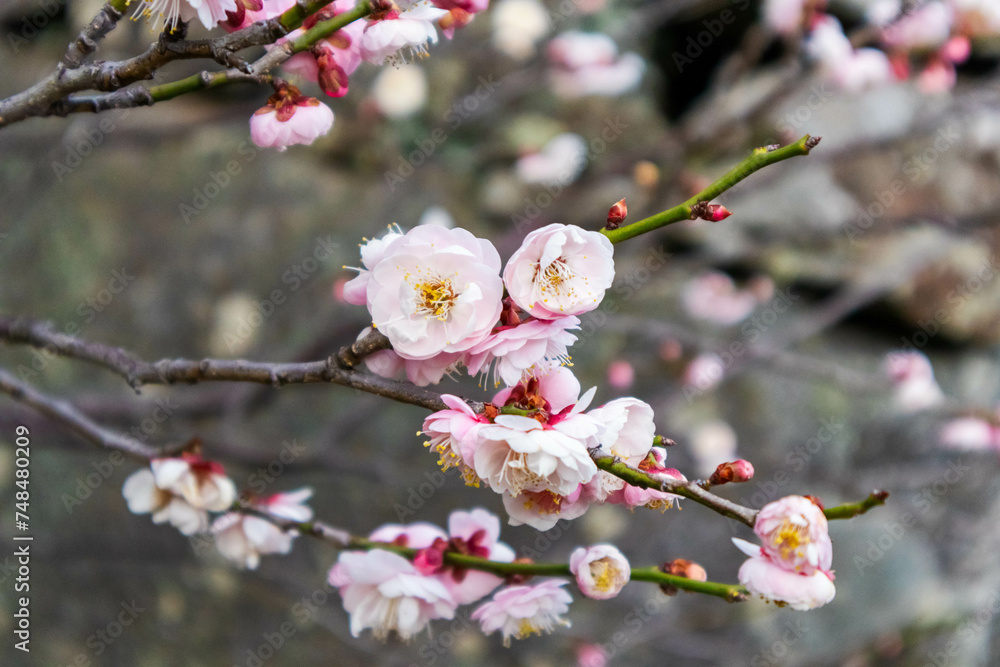 春の訪れを告げる梅の花