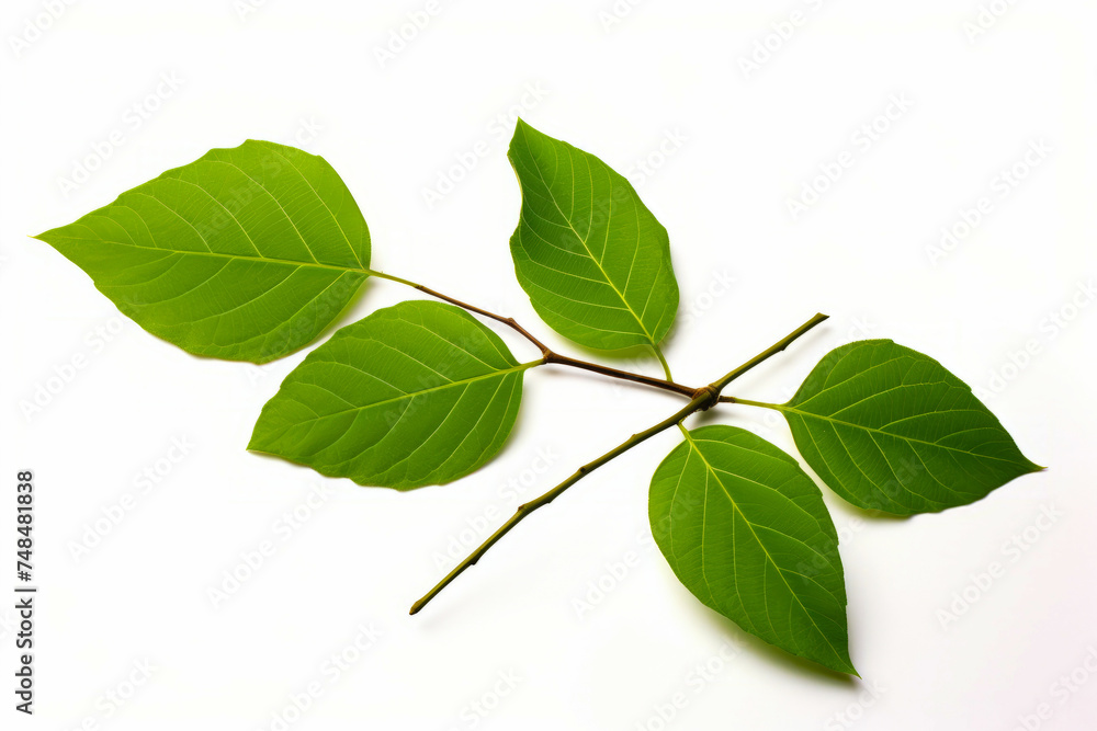 Branch with leaves on it on white background with white background. Branch with leaves on it on white background with white background.