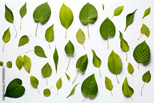 Group of green leaves on white background with white background.