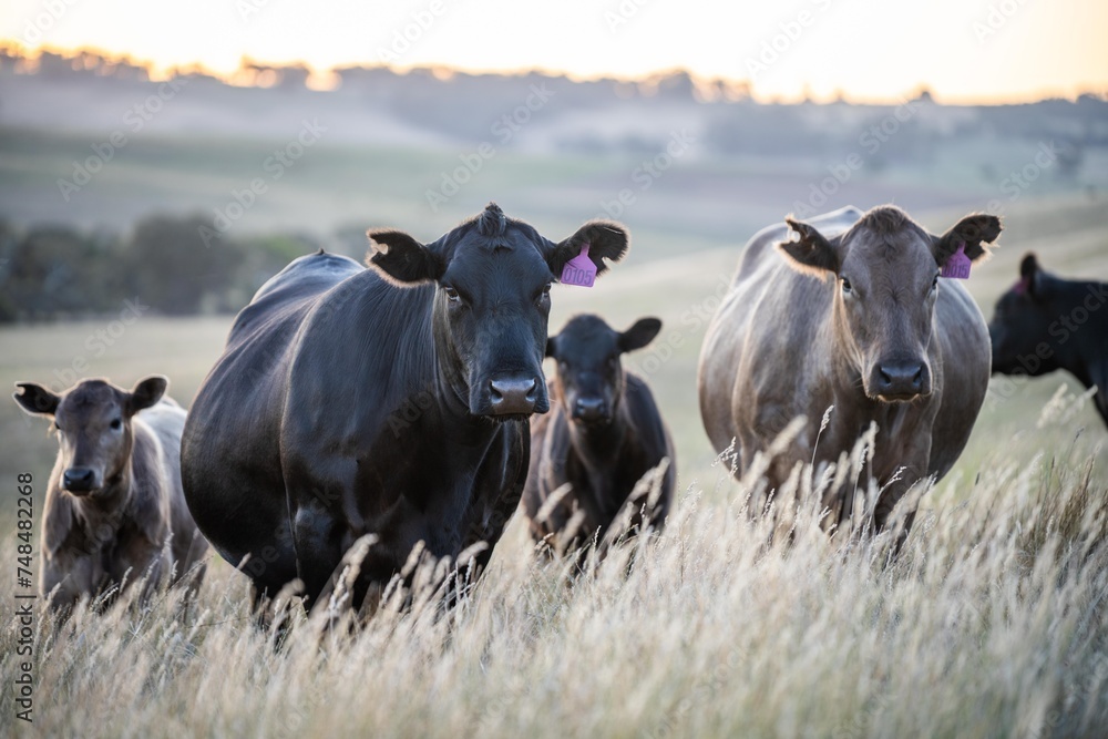 Naklejka premium beautiful cattle in Australia eating grass, grazing on pasture. Herd of cows free range beef being regenerative raised on an agricultural farm. Sustainable farming of food crops. Cow in field