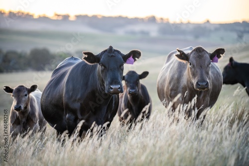 beautiful cattle in Australia eating grass, grazing on pasture. Herd of cows free range beef being regenerative raised on an agricultural farm. Sustainable farming of food crops. Cow in field