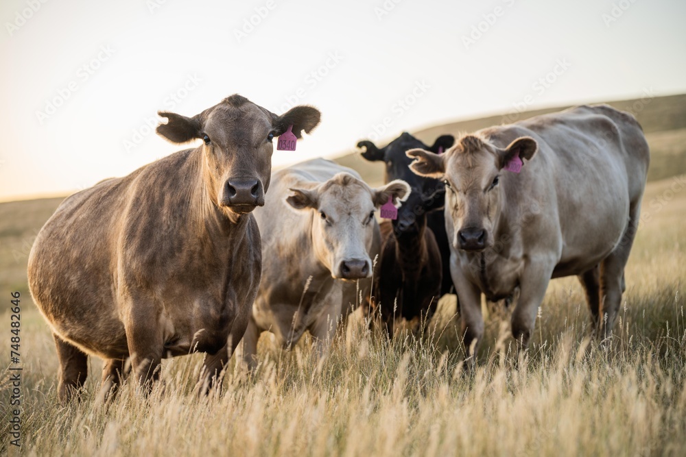 fat Beef cows and calfs grazing on grass in south west victoria, Australia. in summer grazing on dry tall pasture. breeds include angus and murray grey livestock fat Beef cows and calfs grazing on grass in south west victoria, Australia. in summer grazing on dry tall pasture. breeds include angus and murray grey livestock