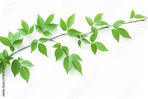 Fresh green leaves on a branch isolated on white background with ample copy space, ideal for spring or nature-themed designs and environmental concepts © fotogurmespb