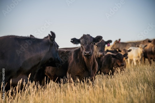 Close up of fat Angus and Murray Grey Cows eating long pasture in Australia at dusk © Phoebe