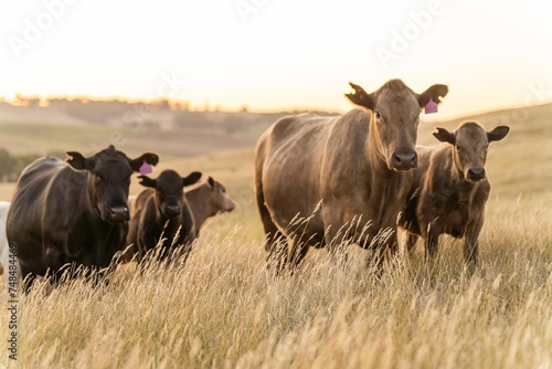 Fat Beef cows grazing on native grasses in a field on a farm practicing regenerative agriculture in Australia. Hereford cattle on pasture. livestock Cows in a field at sunset with golden light.