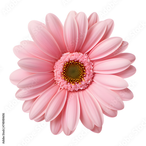 Beautiful pink gerbera flower isolated on white and transparent background