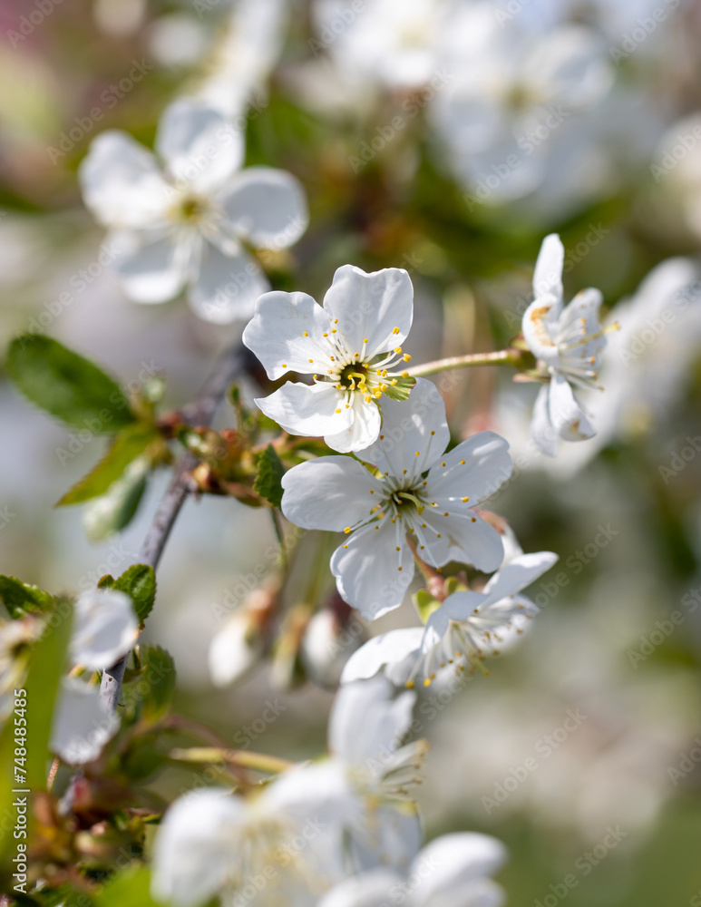 white cherry flowers on a branch.