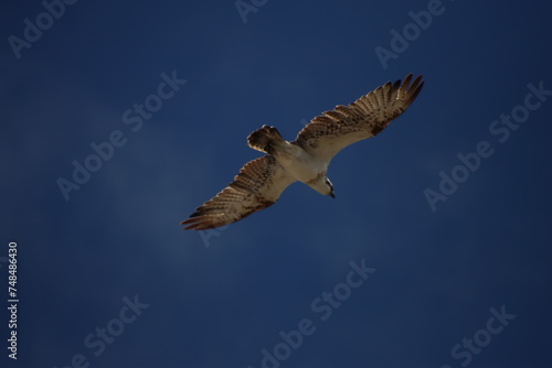 An Osprey Soaring the Thermals Above Rottnest Island, Western Australia.