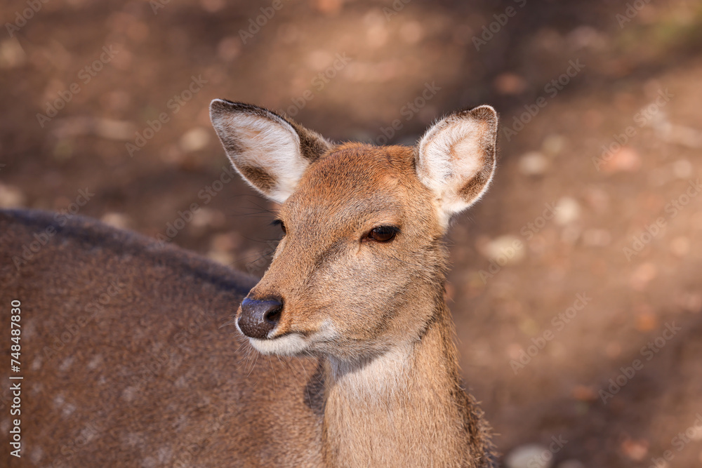 portrait image of a female sika deer portrait image of a female sika deer