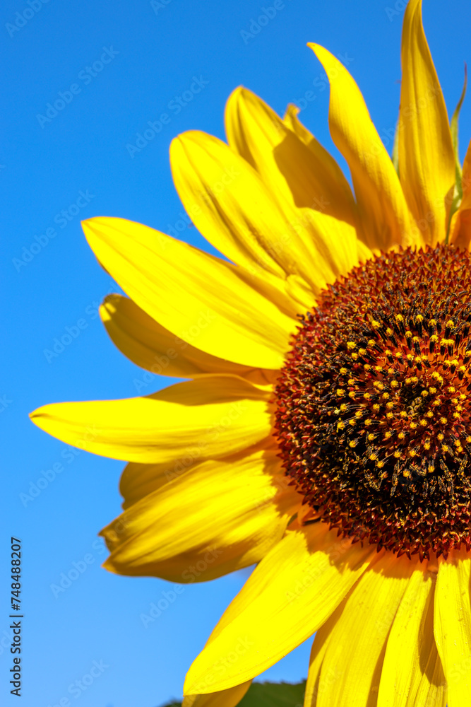 Naklejka premium sunflower with blue sky background