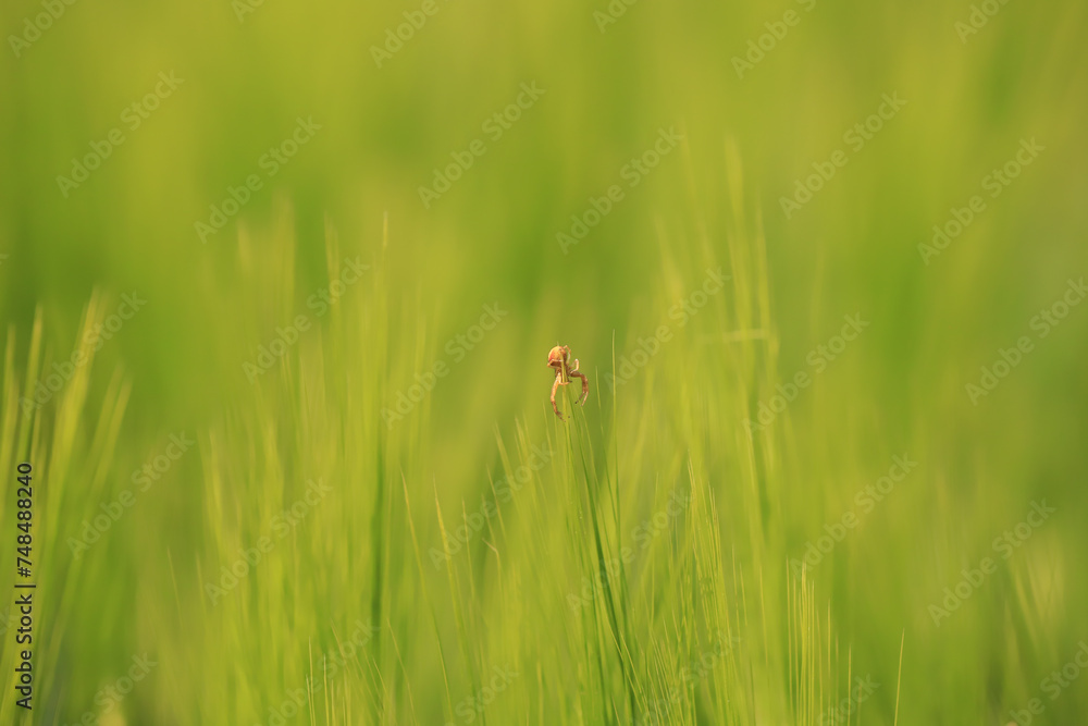 crab spider in a green wheat field