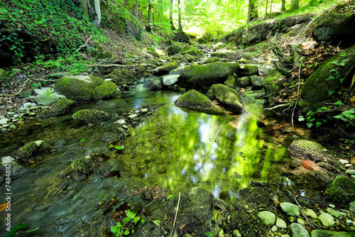 a small creek in the green forest photo