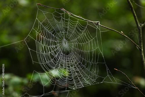 spider web with dew drops in the green forest