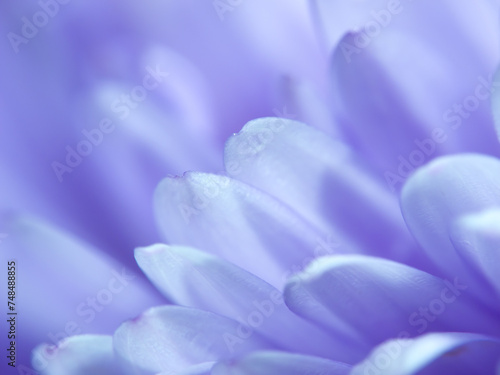 Macro, flower and petals with garden and nature, environment with natural background and Spring time. Closeup of plant, gardening or landscaping with blossom, botanical and ecology for growth