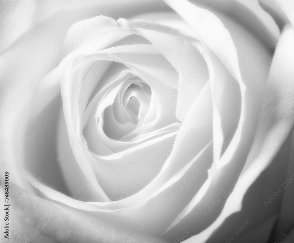 Fototapeta premium Rose, zoom and flower with nature or environment, Spring and natural background for gardening. Ecology, landscape or wallpaper with white plant in garden, growth and green with blossom for botany
