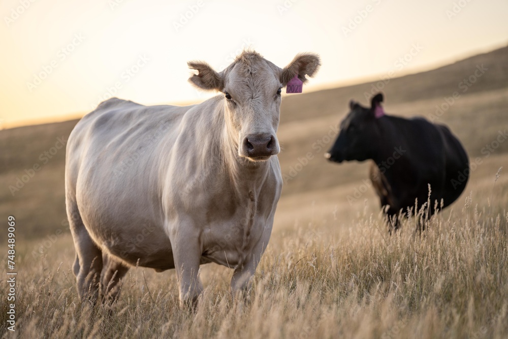 Close up of fat Angus and Murray Grey Cows eating long pasture in Australia at dusk