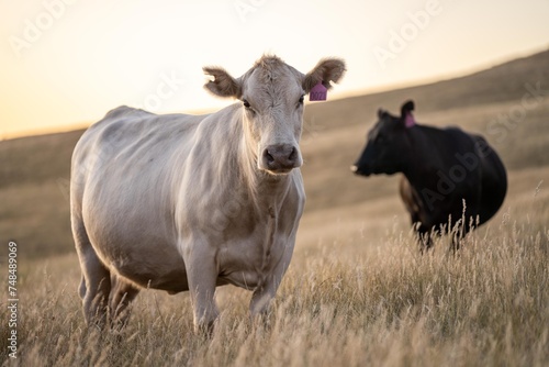 Fototapeta Naklejka Na Ścianę i Meble -  Close up of fat Angus and Murray Grey Cows eating long pasture in Australia at dusk