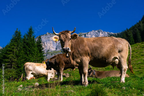 Cow with horns, cattle, horned cow. Cattle cow grazing on farmland. Grazing Cows in a Meadow with Grass. Cows Herd on a Grass Field. Mature Cow in a Green Field. Cows Grazing in Natural Pasture.