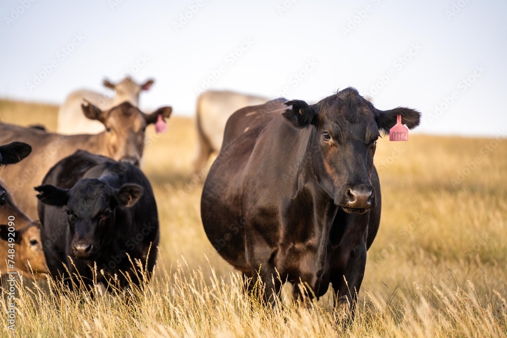 Portrait of Cows in a field grazing. Regenerative agriculture farm storing co2 in the soil with carbon sequestration. tall long pasture in a paddock on a farm in australia in a drought Portrait of Cows in a field grazing. Regenerative agriculture farm storing co2 in the soil with carbon sequestration. tall long pasture in a paddock on a farm in australia in a drought