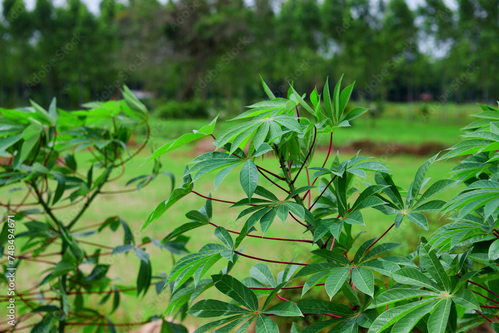 Cassava tree grow up on plantation