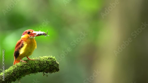 Rufous-backed kingfisher or Ceyx rufidorsa. Common Kingfisher bird on a branch photo