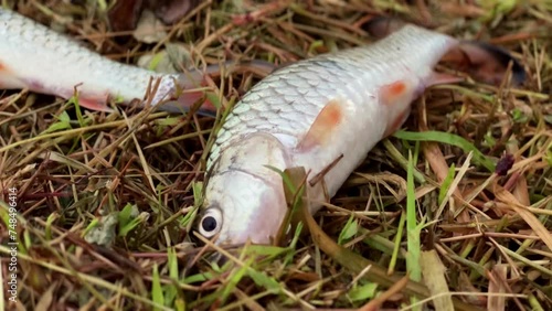 A newly caught bald fish lies on the grass and wiggles its gills. Fisherman caught hampala fish. Sport fishing or poaching.
Hampala macrolepidota. photo