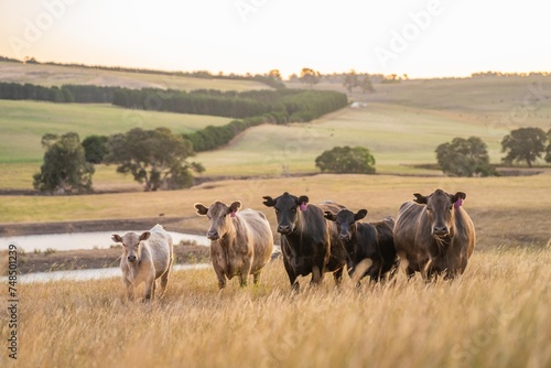 cows and calfs grazing on dry tall grass on a hill in summer in australia. beautiful fat herd of cattle on an agricultural farm in an australian in summer