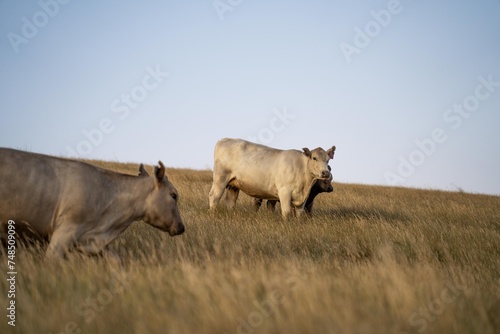 Fat Beef cows grazing on native grasses in a field on a farm practicing regenerative agriculture in Australia. Hereford cattle on pasture. livestock Cows in a field at sunset with golden light. © Phoebe