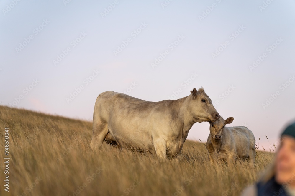 stud cattle, herd of fat cows and calves in a field on a regenerative agriculture farm. tall dry grass in summer in australia stud cattle, herd of fat cows and calves in a field on a regenerative agriculture farm. tall dry grass in summer in australia