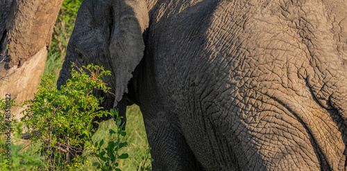 Elefanten im Naturreservat Hluhluwe Nationalpark Südafrika photo