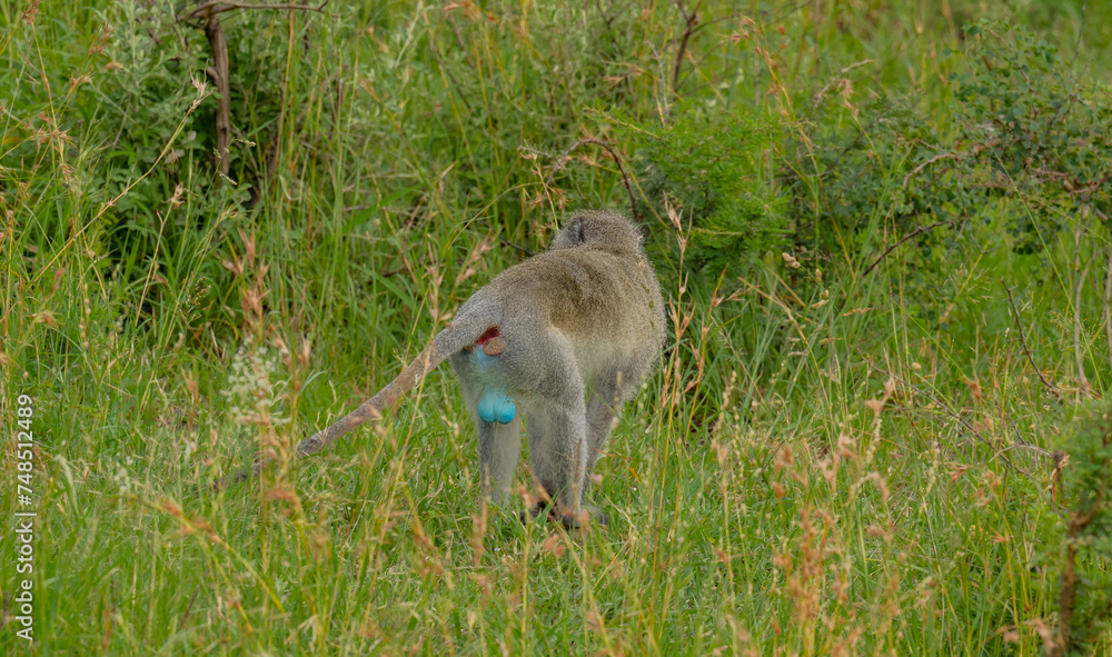 Obraz premium Grünmeerkatze im Naturreservat Hluhluwe Nationalpark Südafrika