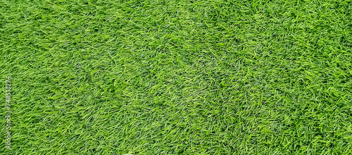 Wild plant grass, wild plant grass background 