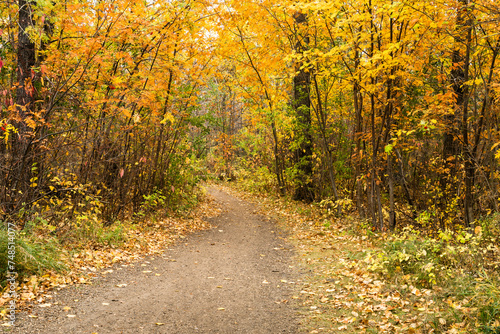 Park trail in fall season with yellow and green leaves