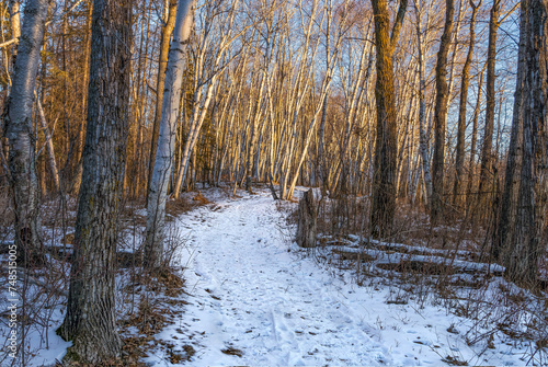 Wallpaper Mural Bunchberry Meadows Conservation Area foot trail entering birch forest lightened with low sun light Torontodigital.ca