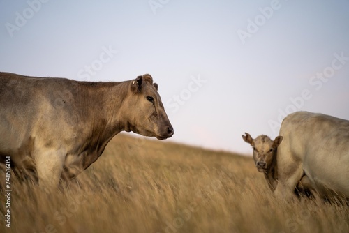 Fototapeta Naklejka Na Ścianę i Meble -  Fat Beef cows grazing on native grasses in a field on a farm practicing regenerative agriculture in Australia. Hereford cattle on pasture. livestock Cows in a field at sunset with golden light.