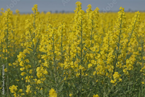 field of yellow flowers generative ai