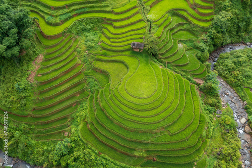 Aerial view Terraced rice fields in Vietnam with green rice plants in the growing season