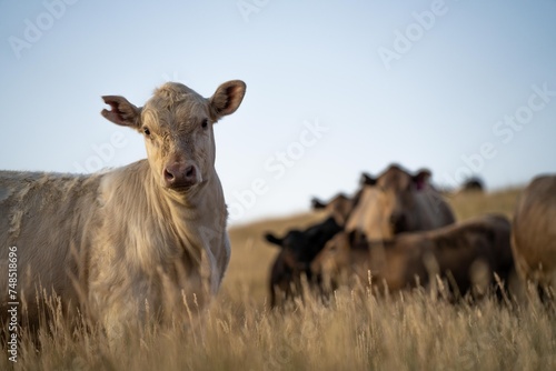 Close up of fat Angus and Murray Grey Cows eating long pasture in Australia at dusk © William